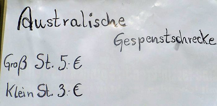 Die Welt der Riesenspinnen