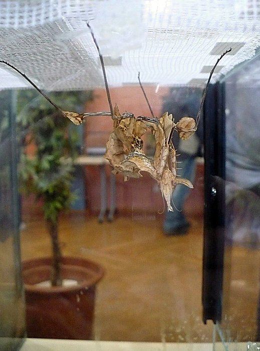 Die Welt der Riesenspinnen