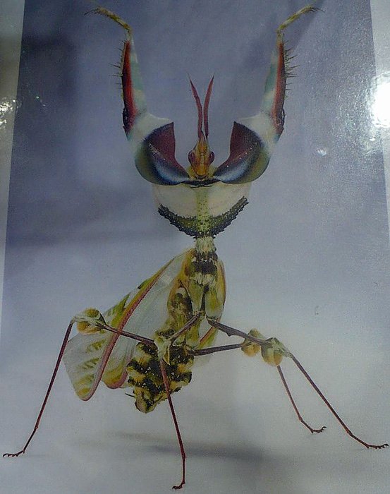 Die Welt der Riesenspinnen