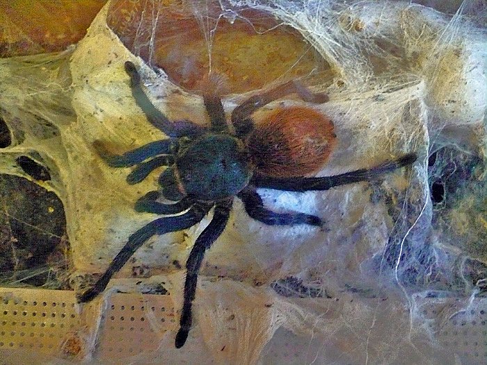 Die Welt der Riesenspinnen