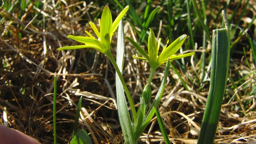 Die Pflanze von nebenan