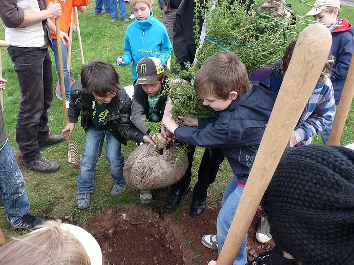 Baum des Jahres gepflanzt