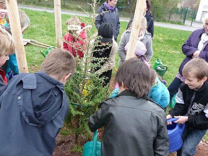 Baum des Jahres gepflanzt