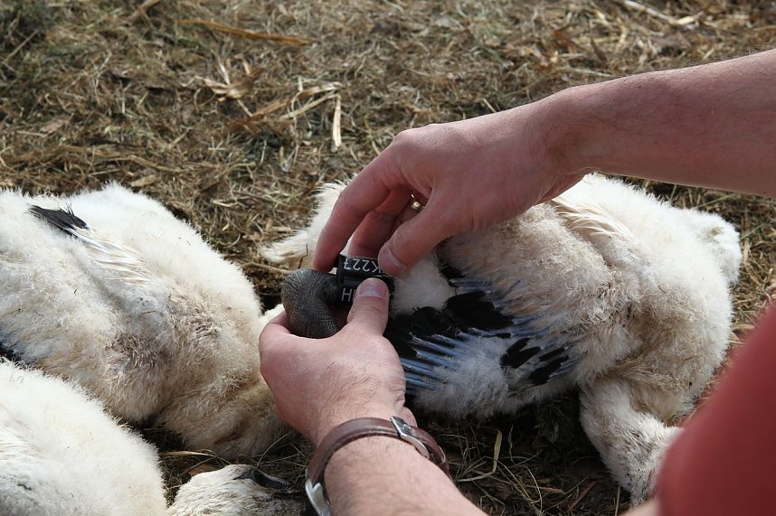 Jungst&ouml;rche werden beringt