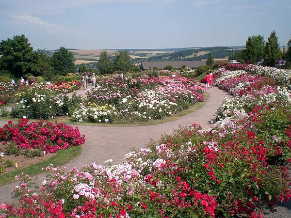 105 Jahre Europa-Rosarium