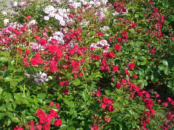 105 Jahre Europa-Rosarium