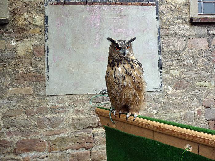 Der Trick mit den Stadtmusikanten