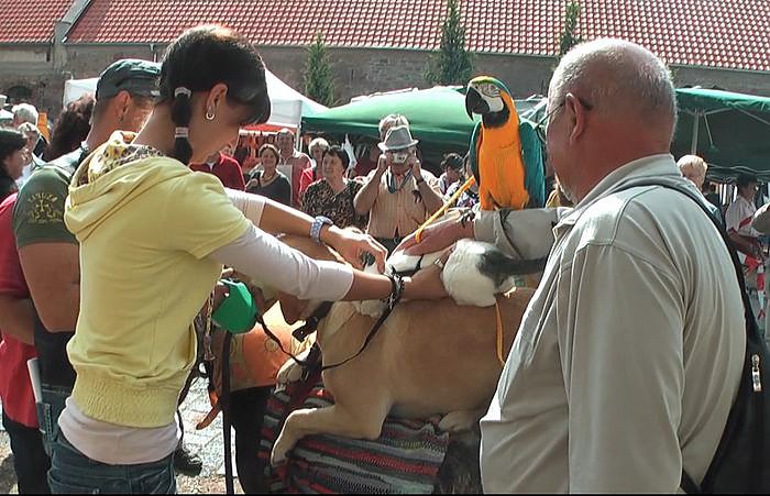 Der Trick mit den Stadtmusikanten