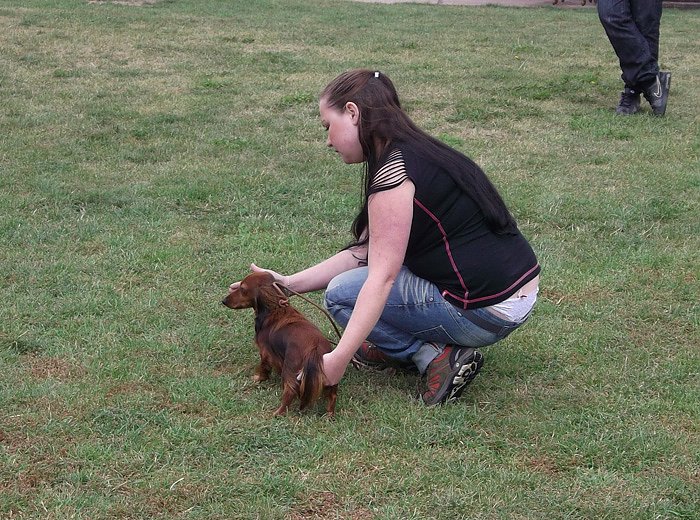 Showhandling und Ringtraining