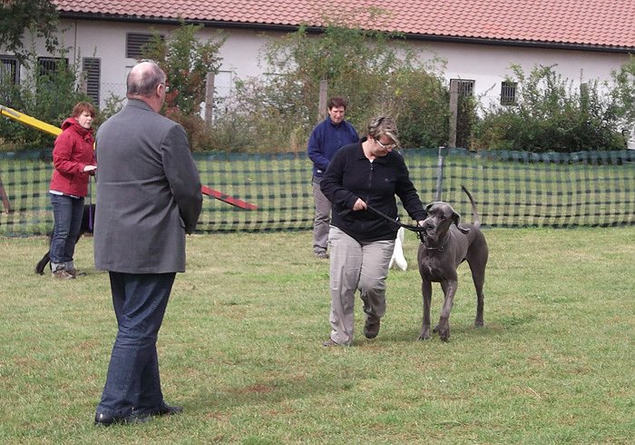 Showhandling und Ringtraining