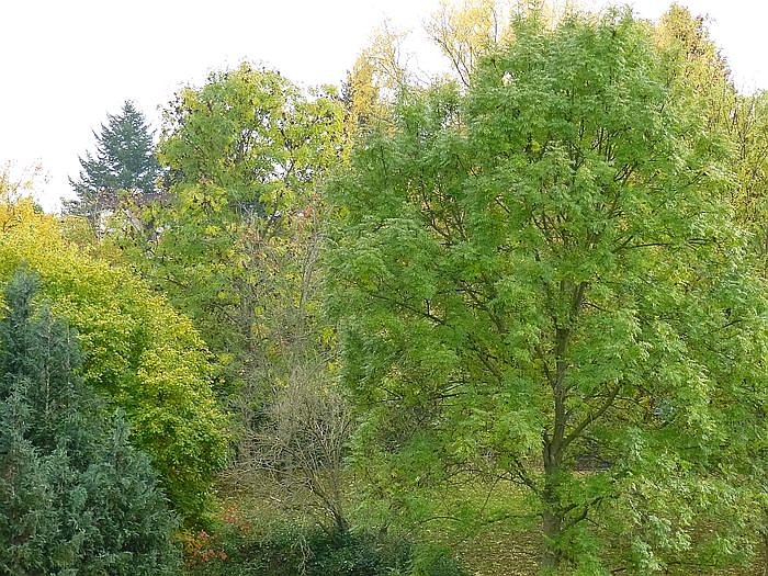 kn-Forum: Wieder Baumf&auml;llungen