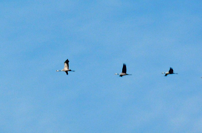 Den Kranichen gefolgt