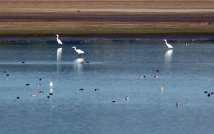 Den Kranichen gefolgt