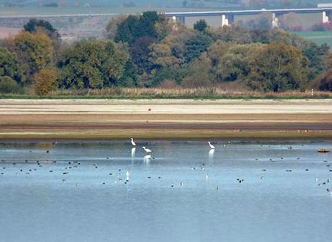Den Kranichen gefolgt (2)
