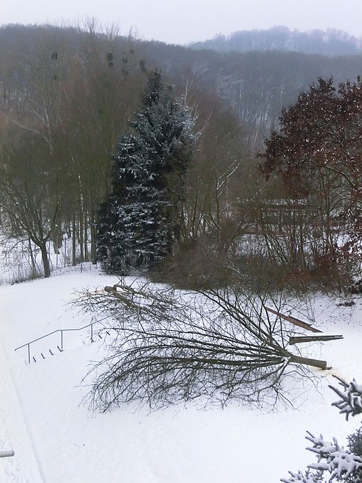 Baumf&auml;llungen im Borntal