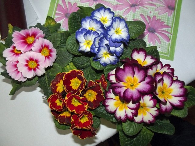 Frauentagsfeier WB 4 mit buntem Programm