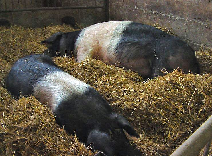 Besuch auf Arche- Rh&ouml;nschafhof