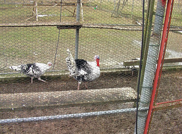 Besuch auf Arche- Rh&ouml;nschafhof