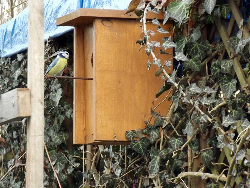 Insekten und V&ouml;gel im Garten