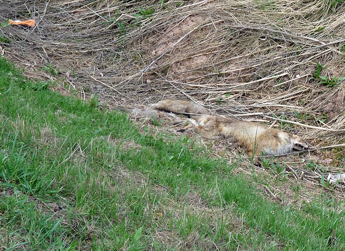 Armes F&uuml;chslein