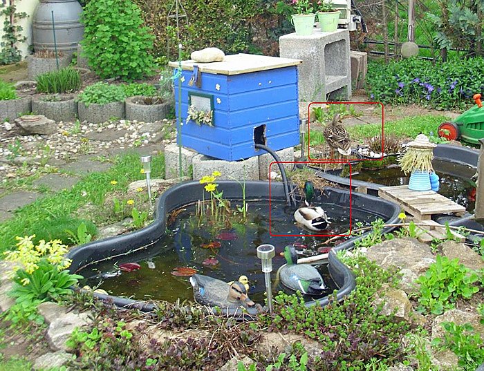 Entenpaar auf Abwegen?