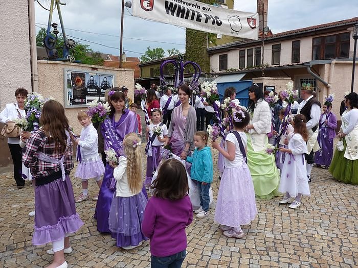 Fliederkrone gesetzt