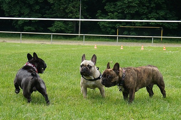 5. Nordth&uuml;ringer Bulldoggentreffen