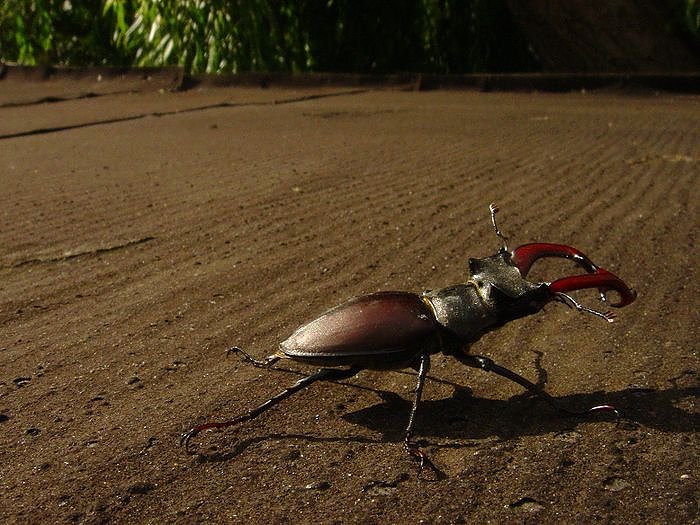 Hirschk&auml;fer gefunden