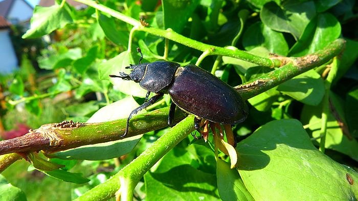 Hirschk&auml;fer gefunden