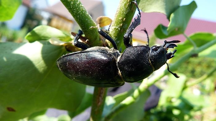 Hirschk&auml;fer gefunden