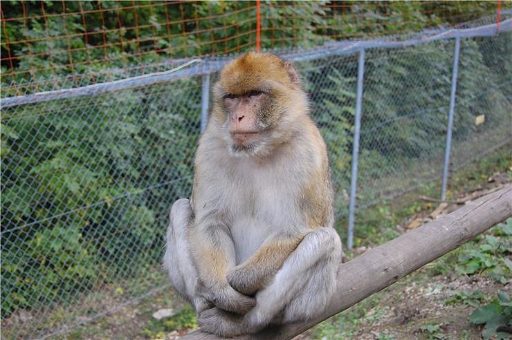 Affenwald Erlebnispark Strau&szlig;berg