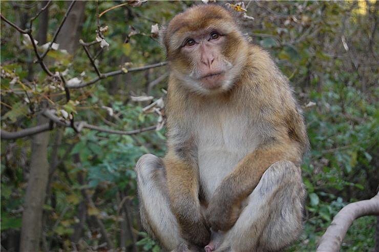 Affenwald Erlebnispark Strau&szlig;berg