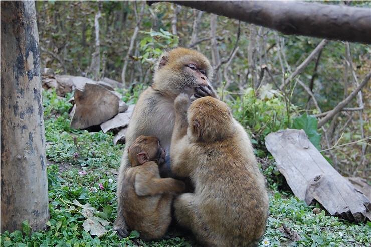 Affenwald Erlebnispark Strau&szlig;berg