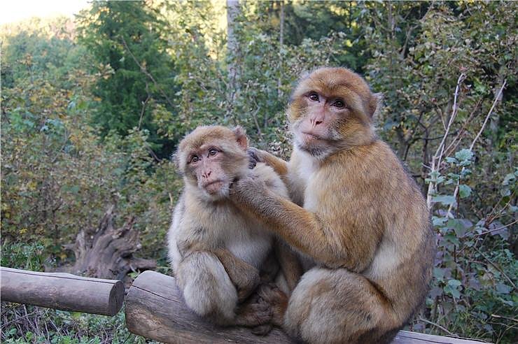 Affenwald Erlebnispark Strau&szlig;berg