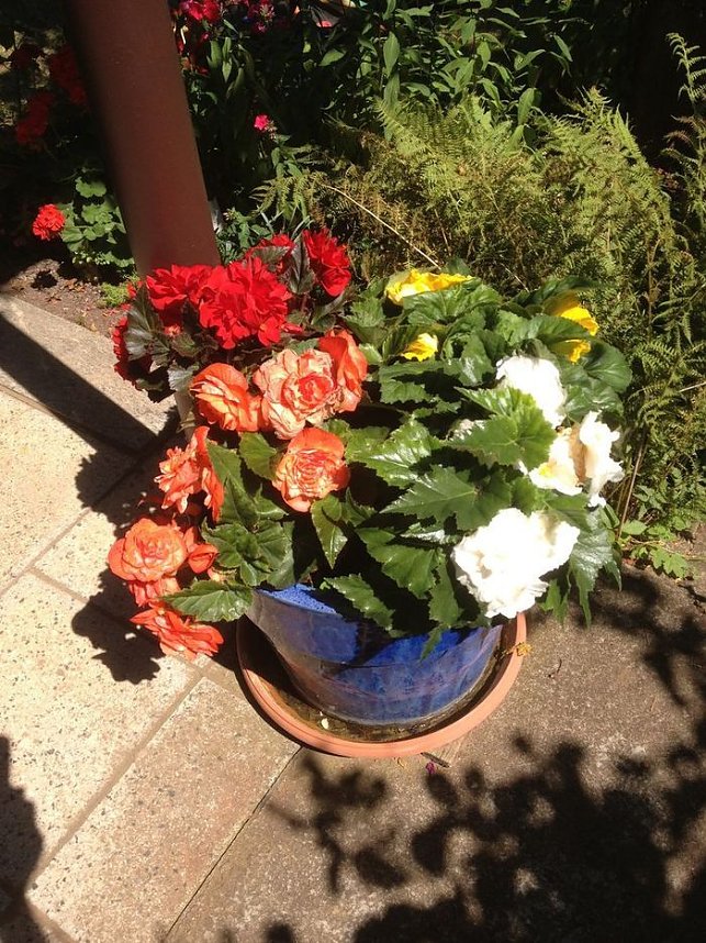 Blumen am Hopfenberg