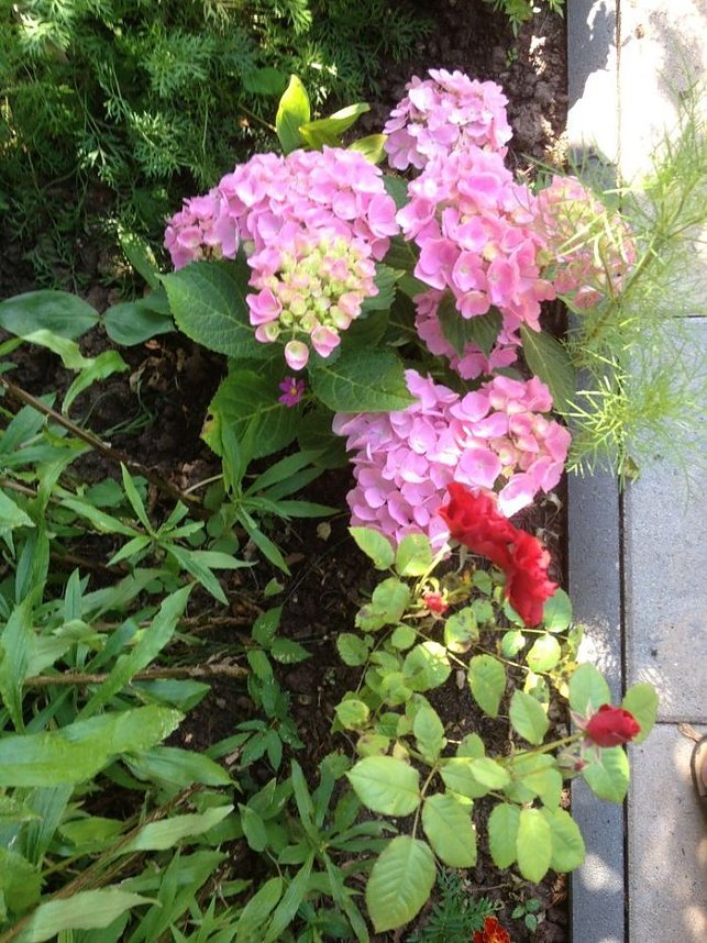 Blumen am Hopfenberg