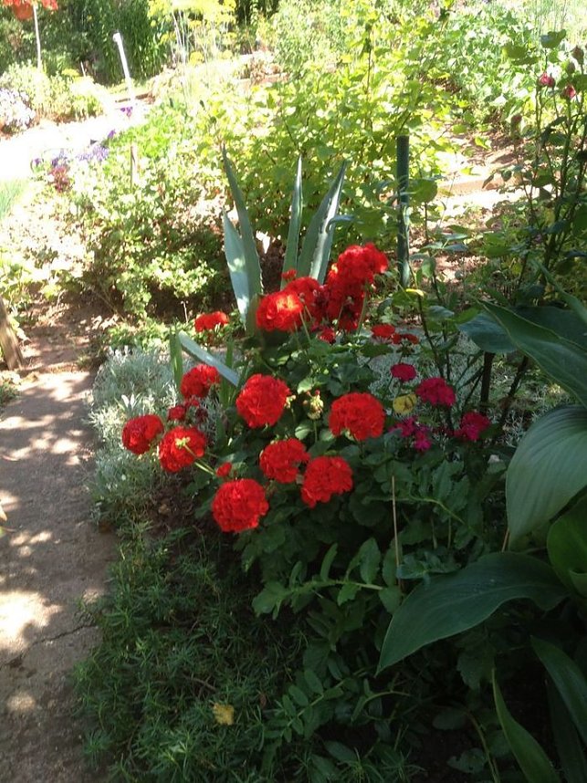 Blumen am Hopfenberg