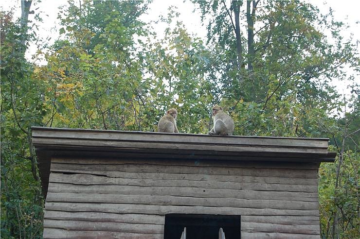 Affenwald Erlebnispark Strau&szlig;berg