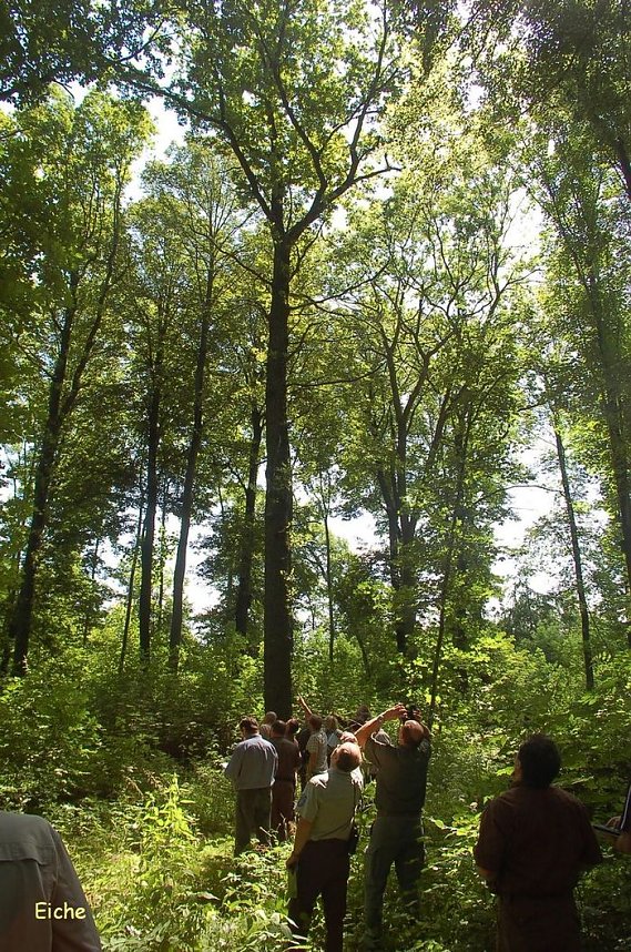 Waldschadenserhebung 