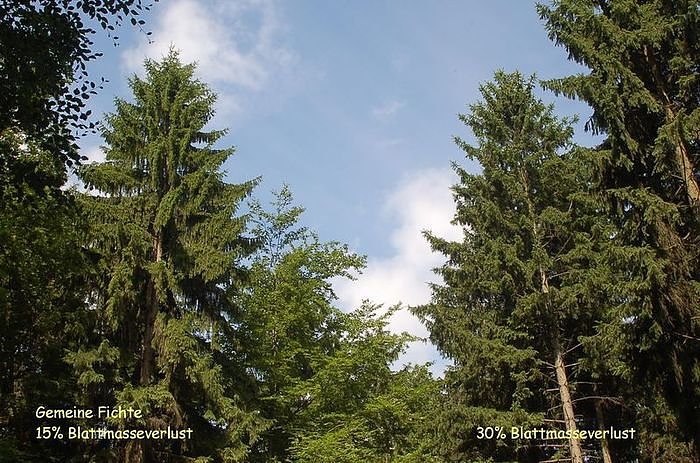 Waldschadenserhebung 