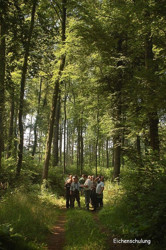 Waldschadenserhebung 