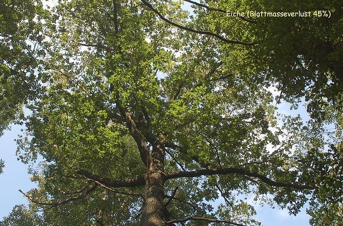 Waldschadenserhebung 