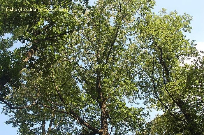 Waldschadenserhebung 