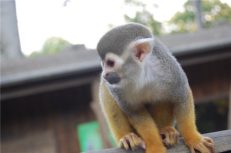 Affenwald Erlebnispark Strau&szlig;berg