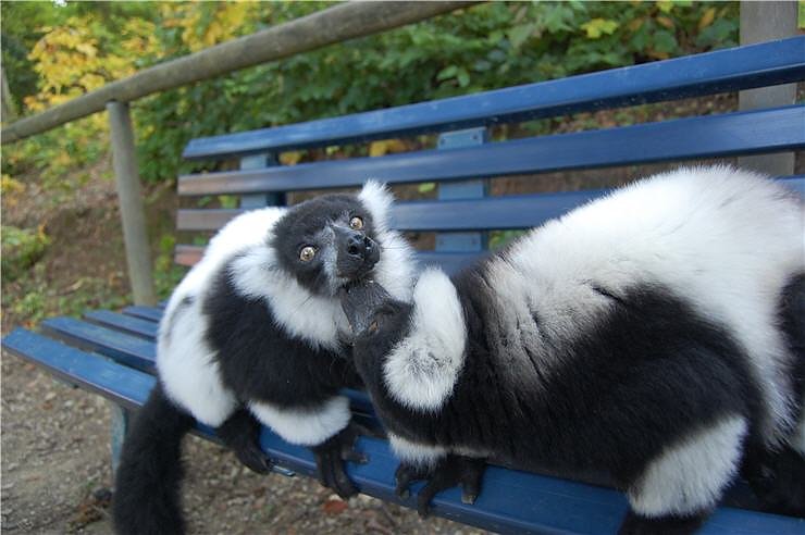 Affenwald Erlebnispark Strau&szlig;berg