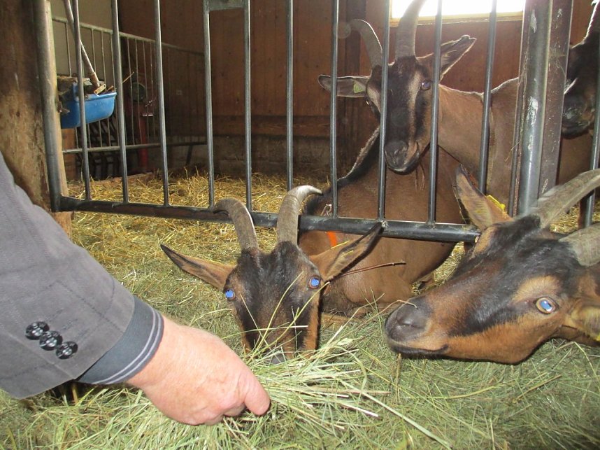 Konferenz auf der Ziegenalm: Ziegen gef&uuml;ttert