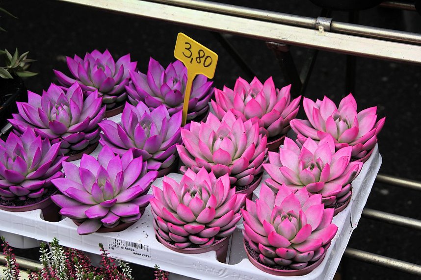 Zwiebelmarkt in Artern