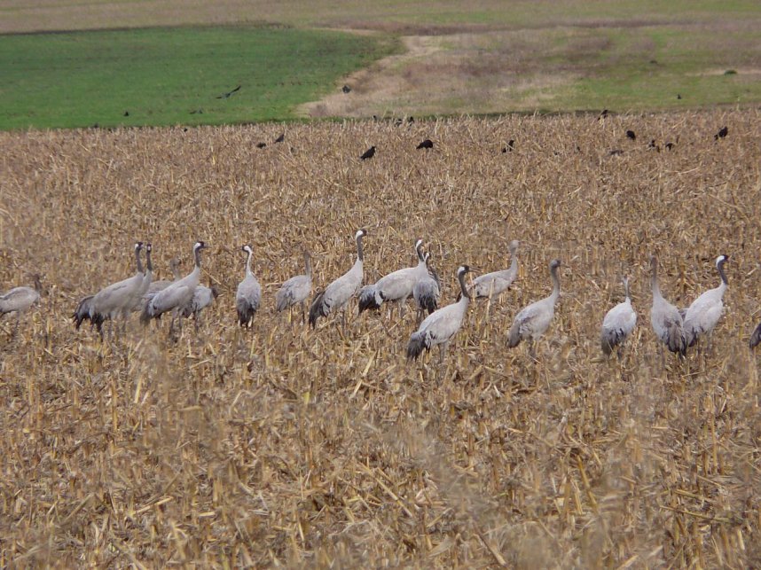 Kraniche brauchen Ruhe