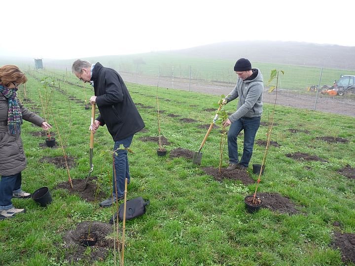 Begr&uuml;nung der R&uuml;ckstandshalde
