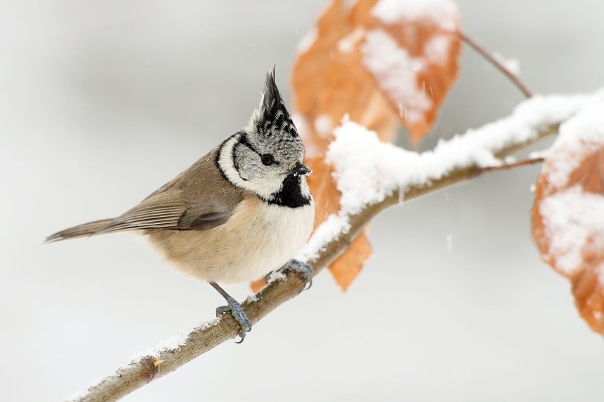 Winterv&ouml;gel z&auml;hlen: Haubenmeise